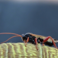 Echthromorpha intricatoria (Cream-spotted Ichneumon) at Waramanga, ACT - 31 Jan 2023 by AndyRoo