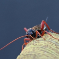 Echthromorpha intricatoria at Waramanga, ACT - 31 Jan 2023 12:55 PM