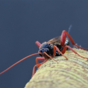 Echthromorpha intricatoria at Waramanga, ACT - 31 Jan 2023 12:55 PM