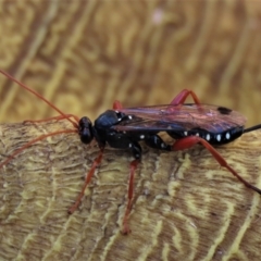 Echthromorpha intricatoria at Waramanga, ACT - 31 Jan 2023