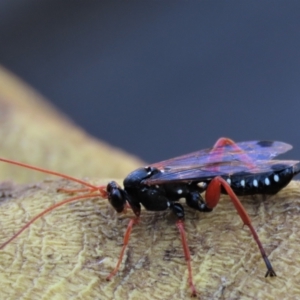 Echthromorpha intricatoria at Waramanga, ACT - 31 Jan 2023 12:55 PM