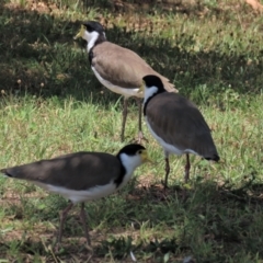 Vanellus miles at Waramanga, ACT - 31 Jan 2023