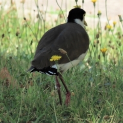 Vanellus miles at Waramanga, ACT - 31 Jan 2023