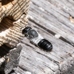 Megachile lucidiventris (Resin bee, Megachilid bee) at Acton, ACT - 31 Jan 2023 by Roger