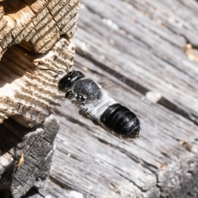 Megachile lucidiventris (Resin bee, Megachilid bee) at GG179 - 31 Jan 2023 by Roger