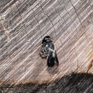Megachile lucidiventris at Acton, ACT - 31 Jan 2023