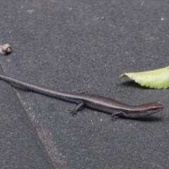 Lampropholis delicata (Delicate Skink) at Downer, ACT - 30 Jan 2023 by RobertD