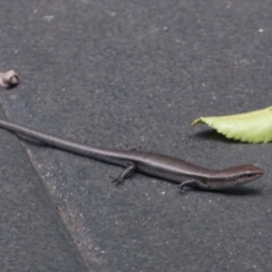 Lampropholis delicata at Downer, ACT - 31 Jan 2023