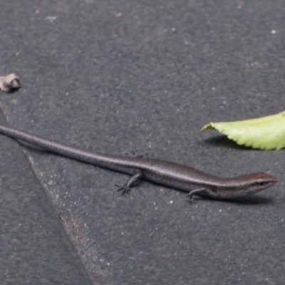 Lampropholis delicata (Delicate Skink) at Downer, ACT - 31 Jan 2023 by RobertD