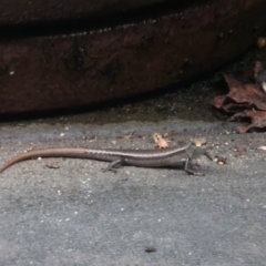 Lampropholis delicata at Downer, ACT - 31 Jan 2023