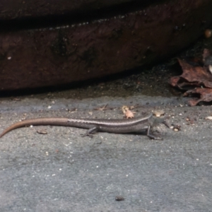 Lampropholis delicata at Downer, ACT - 31 Jan 2023 04:04 AM