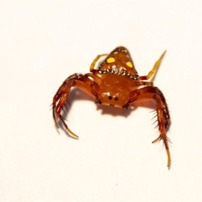 Arkys lancearius (Triangular Spider) at Penrose - 31 Jan 2023 by Aussiegall