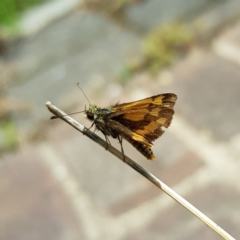 Ocybadistes walkeri (Green Grass-dart) at Kambah, ACT - 31 Jan 2023 by MatthewFrawley