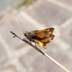 Ocybadistes walkeri at Kambah, ACT - 31 Jan 2023 03:08 PM