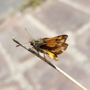 Ocybadistes walkeri at Kambah, ACT - 31 Jan 2023