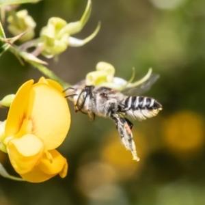 Megachile (Eutricharaea) serricauda at Acton, ACT - 31 Jan 2023