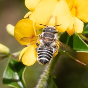 Megachile (Eutricharaea) serricauda at Acton, ACT - 31 Jan 2023 11:19 AM