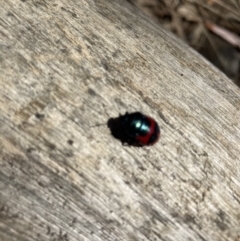 Choerocoris paganus (Ground shield bug) at Black Mountain - 30 Jan 2023 by Jenny54