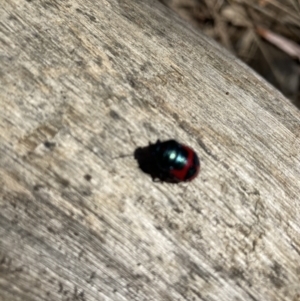 Choerocoris paganus at Acton, ACT - 31 Jan 2023