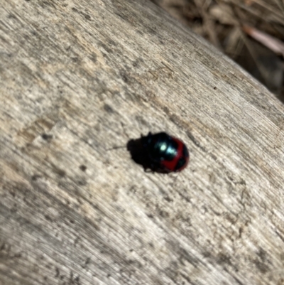 Choerocoris paganus (Ground shield bug) at Acton, ACT - 31 Jan 2023 by Jenny54