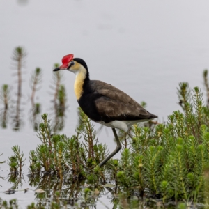 Irediparra gallinacea at Wollogorang, NSW - 31 Jan 2023