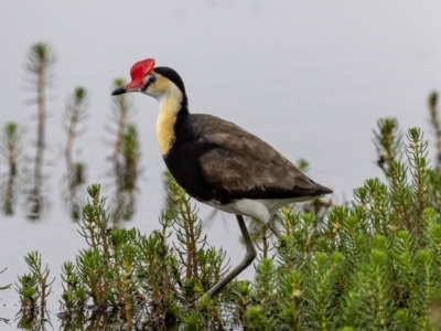 Irediparra gallinacea (Comb-crested Jacana) at Wollogorang, NSW - 31 Jan 2023 by JohnHurrell