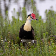 Irediparra gallinacea at Wollogorang, NSW - 31 Jan 2023