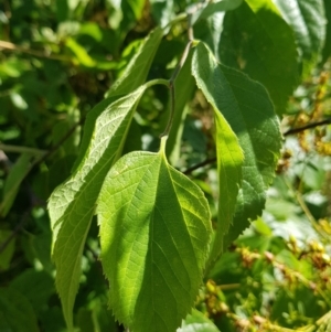 Celtis australis at Campbell, ACT - 31 Jan 2023