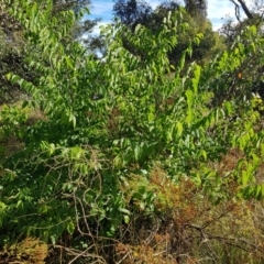 Celtis australis at Campbell, ACT - 31 Jan 2023