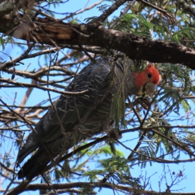 Callocephalon fimbriatum (Gang-gang Cockatoo) at Krawarree, NSW - 21 Jan 2023 by AndyRoo