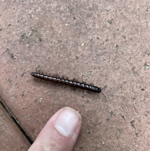 Paradoxosomatidae sp. (family) at Jerrabomberra, NSW - suppressed