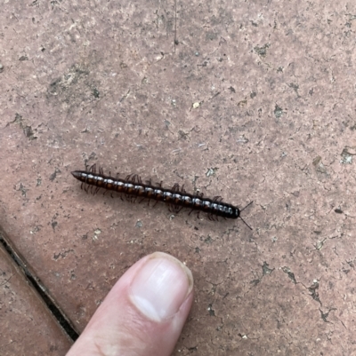 Paradoxosomatidae sp. (family) (Millipede) at QPRC LGA - 31 Jan 2023 by Mavis