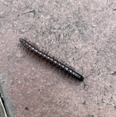 Paradoxosomatidae sp. (family) at Jerrabomberra, NSW - suppressed