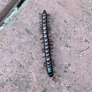 Paradoxosomatidae sp. (family) at Jerrabomberra, NSW - suppressed