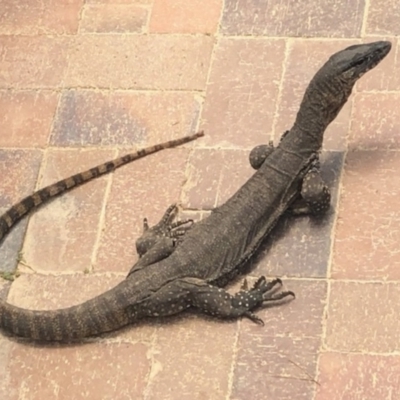 Varanus rosenbergi (Heath or Rosenberg's Monitor) at Michelago, NSW - 31 Jan 2023 by Nockels