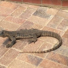 Varanus rosenbergi at Michelago, NSW - 31 Jan 2023