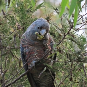 Callocephalon fimbriatum at Krawarree, NSW - 21 Jan 2023