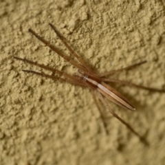 Thasyraea lepida (Prowling spider) at Evatt, ACT - 31 Jan 2023 by Thurstan