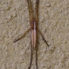 Thasyraea lepida at Evatt, ACT - 31 Jan 2023