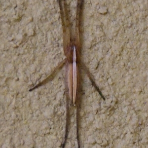 Thasyraea lepida at Evatt, ACT - 31 Jan 2023 04:54 PM