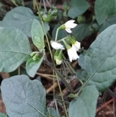 Solanum nigrum (Black Nightshade) at Wanniassa Hill - 30 Jan 2023 by KumikoCallaway