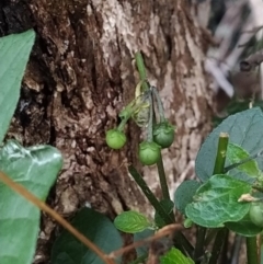 Solanum nigrum at Fadden, ACT - 31 Jan 2023 06:30 AM