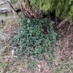 Solanum nigrum at Fadden, ACT - 31 Jan 2023