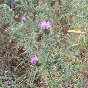 Cirsium vulgare at Fadden, ACT - 31 Jan 2023 06:33 AM