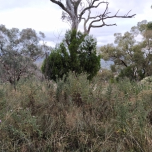 Cirsium vulgare at Fadden, ACT - 31 Jan 2023 06:33 AM