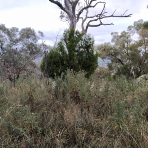 Cirsium vulgare at Fadden, ACT - 31 Jan 2023