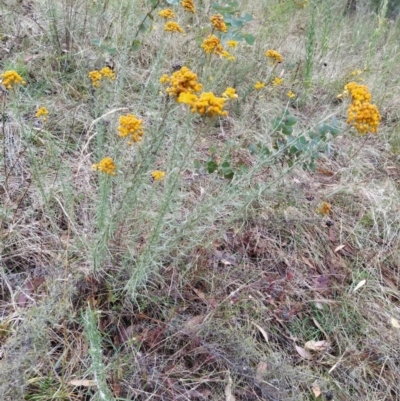 Chrysocephalum semipapposum (Clustered Everlasting) at Fadden, ACT - 30 Jan 2023 by KumikoCallaway