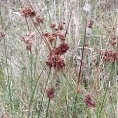 Juncus australis (Australian Rush) at Fadden, ACT - 30 Jan 2023 by KumikoCallaway