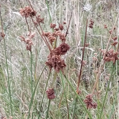 Juncus australis (Australian Rush) at Wanniassa Hill - 30 Jan 2023 by KumikoCallaway