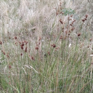 Juncus australis at Fadden, ACT - 31 Jan 2023